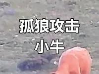 开云体育网页版-战术层次分明，球探深度解析激烈对抗的简单介绍