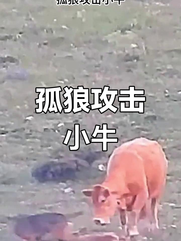 开云体育网页版-战术层次分明，球探深度解析激烈对抗的简单介绍